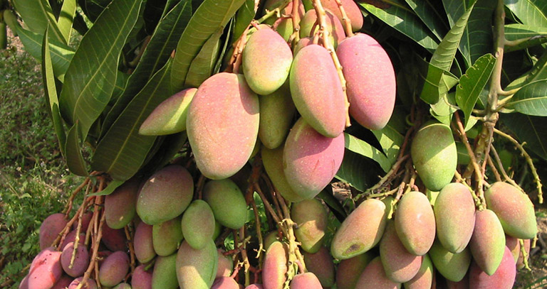 انبه