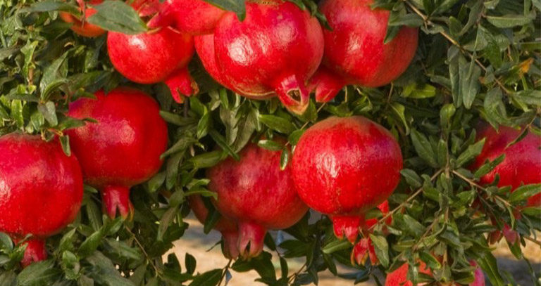 برنامه غذایی انار
