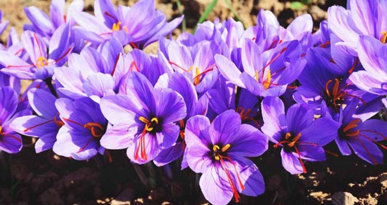 برنامه غذایی زعفران