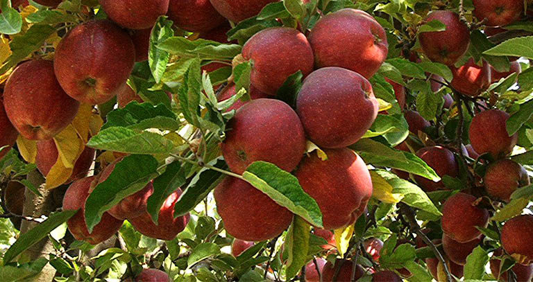 برنامه غذایی درختان دانه دار