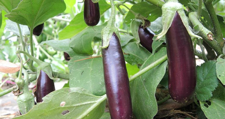 برنامه غذایی بادمجان