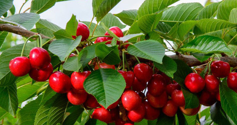 برنامه غذایی درختان هسته دار