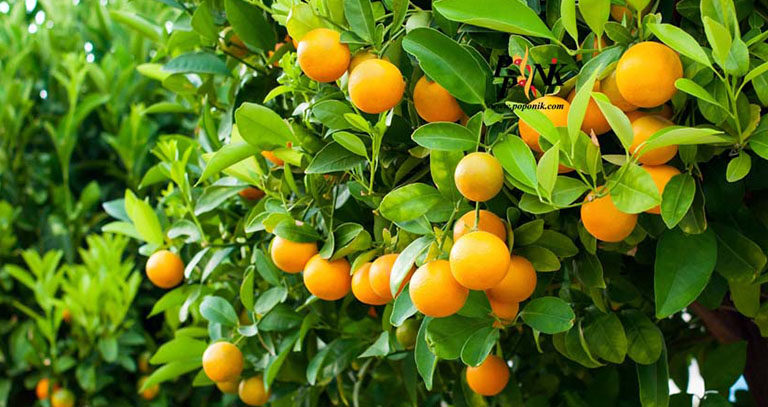 برنامه غذایی مرکبات
