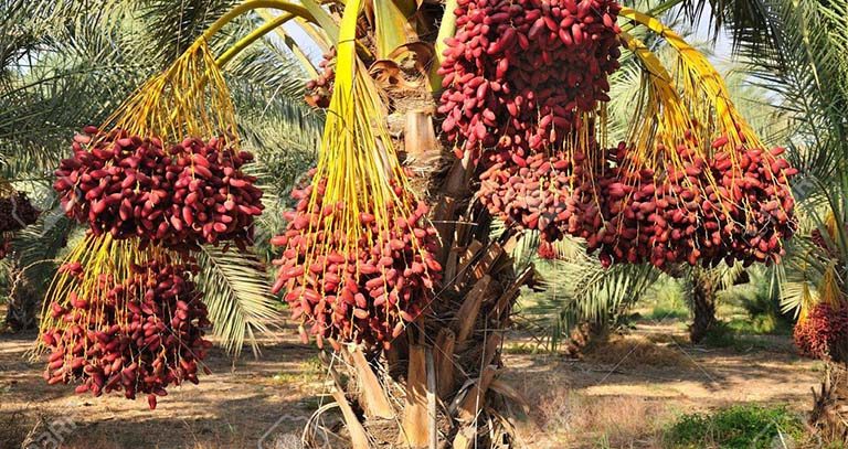 برنامه غذایی خرما