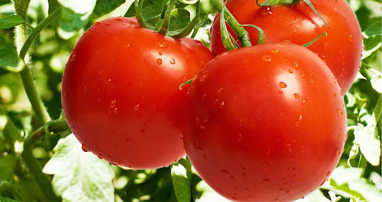 برنامه غذایی گوجه فرنگی
