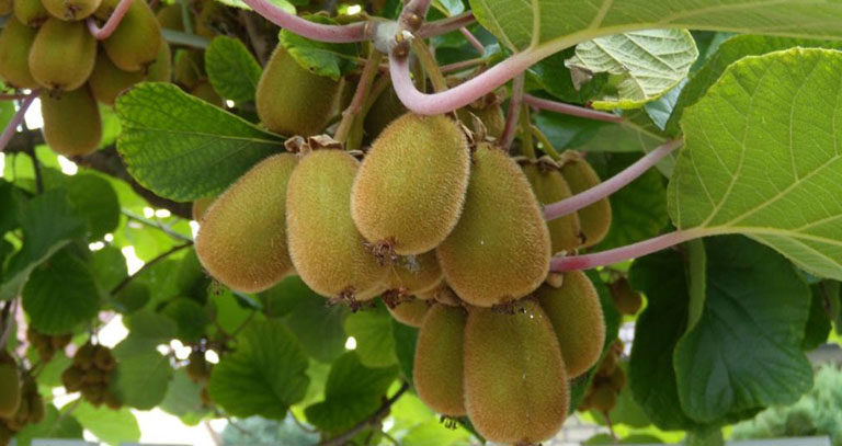 برنامه غذایی کیوی