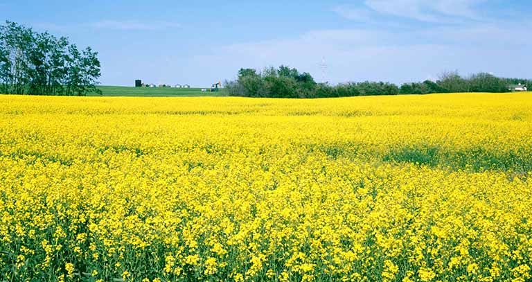 برنامه غذایی دانه های روغنی