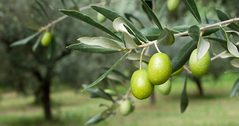 برنامه غذایی زیتون
