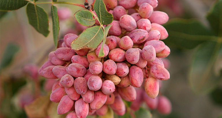 برنامه غذایی پسته