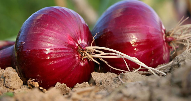 برنامه غذایی پیاز