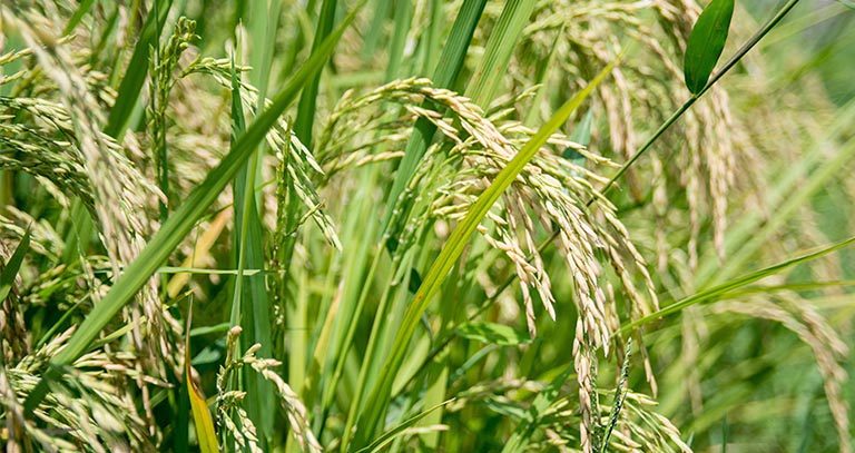 برنامه غذایی برنج