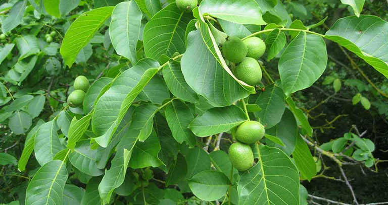 برنامه غذایی گردو