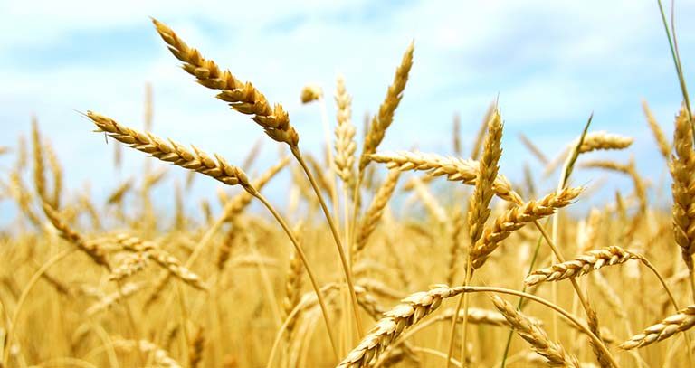 برنامه غذایی گندم