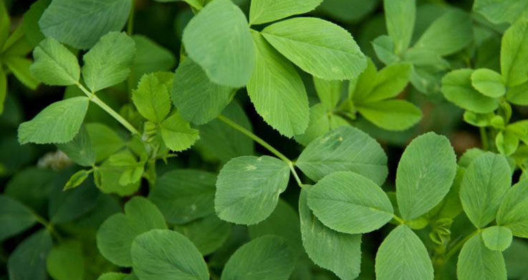 برنامه غذایی یونجه